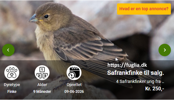 Safrankfinke til salg.