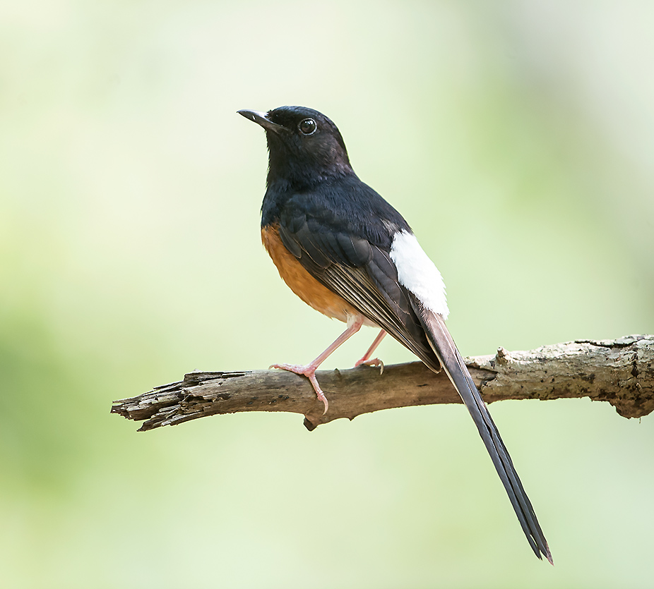 Shama Drossel (Copsychus malabaricus).